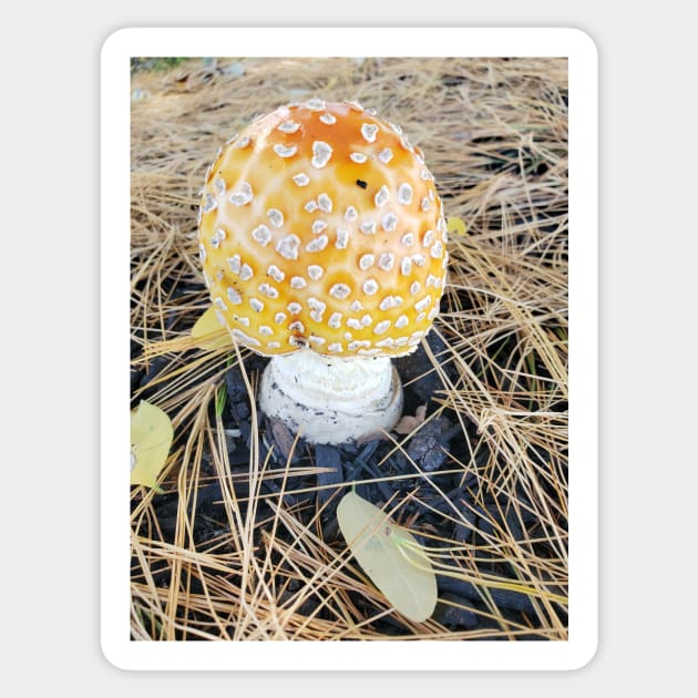 Grocery Store Amanita Sticker by etherealwonders